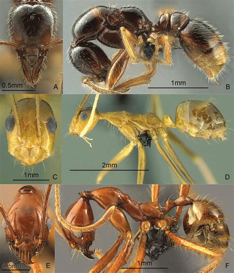 philippine ant|Philippines Ants (Genera) .